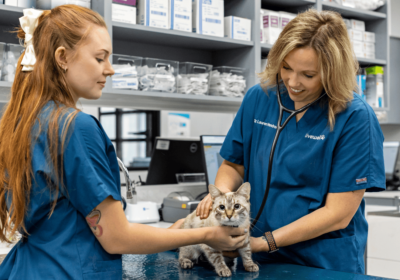 Dr. Lauren Hendren examining kitten